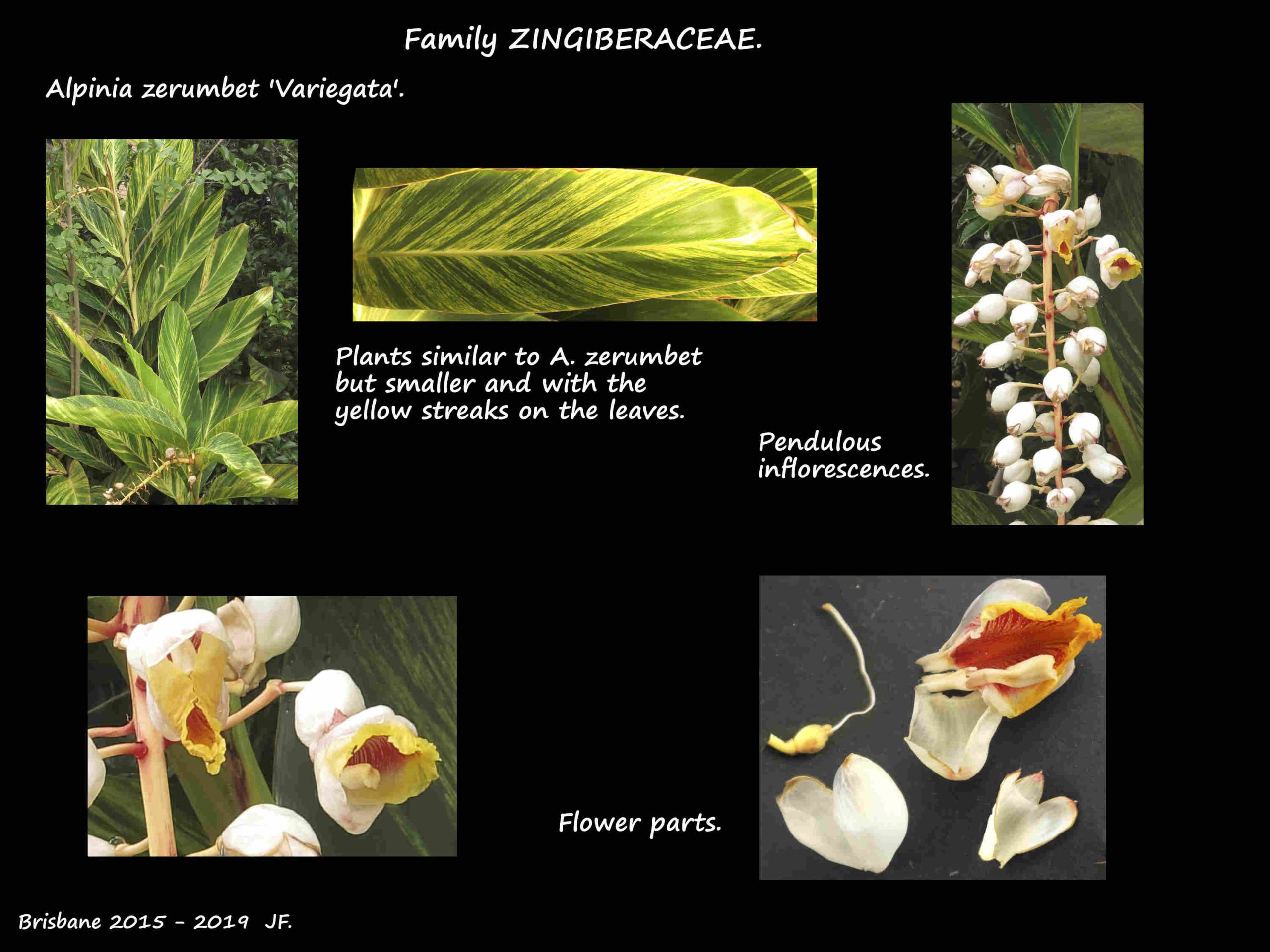 5 Alpinia zerumbet 'Variegata'